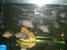FOR SALE TEXAS FISH $20 EACH ( 3 FOR $50 ) - Photo 3