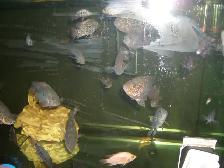 FOR SALE TEXAS FISH $20 EACH ( 3 FOR $50 )