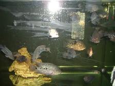 FOR SALE TEXAS FISH $20 EACH ( 3 FOR $50 ) - Photo 2