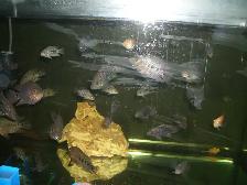 FOR SALE TEXAS FISH $20 EACH ( 3 FOR $50 ) - Photo 3