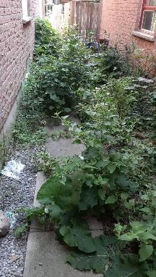 Yard-Bushes