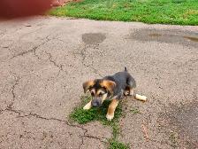 German shepherd/ husky  puppies - Photo 2