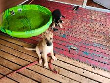 German shepherd/ husky  puppies - Photo 3
