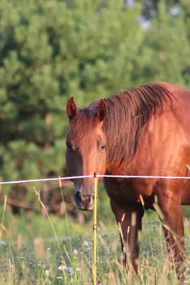 beautiful and awesome 6 year opd quarter horse available!
