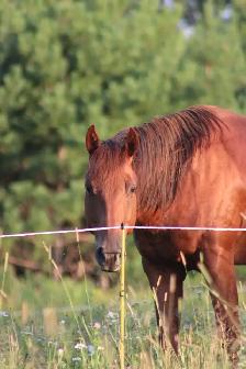 beautiful and awesome 6 year opd quarter horse available!