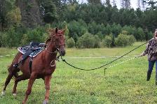 beautiful and awesome 6 year opd quarter horse available! - Photo 2
