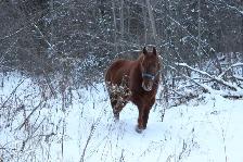 beautiful and awesome 6 year opd quarter horse available! - Photo 3