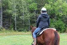 beautiful and awesome 6 year opd quarter horse available! - Photo 4
