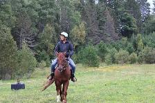 beautiful and awesome 6 year opd quarter horse available! - Photo 5