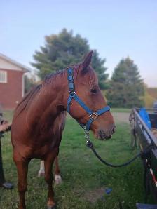 beautiful and awesome 6 year opd quarter horse available! - Photo 7