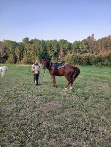 beautiful and awesome 6 year opd quarter horse available! - Photo 8
