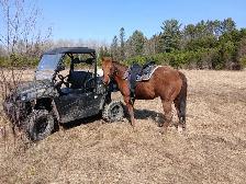 beautiful and awesome 6 year opd quarter horse available! - Photo 9