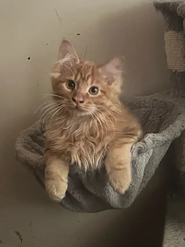 Kurilian Bobtail