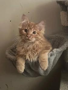 Kurilian Bobtail