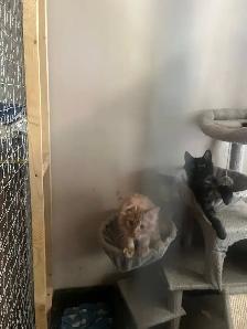 Kurilian Bobtail - Photo 3