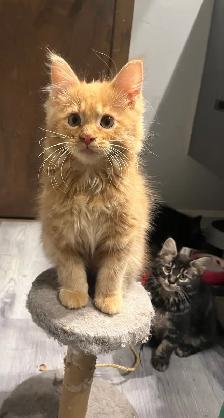 Kurilian Bobtail - Photo 4