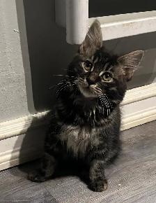 Kurilian Bobtail - Photo 5