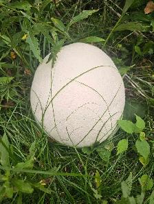 Puff Ball Mushrooms