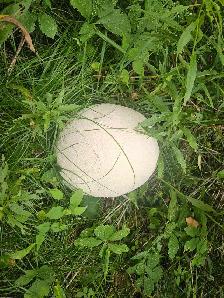 Puff Ball Mushrooms - Photo 2