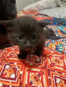Manx cross kittens