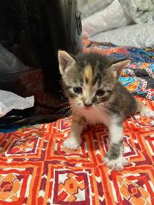 Manx cross kittens - Photo 2
