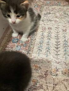 Manx cross kittens - Photo 3