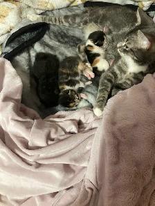 Manx cross kittens - Photo 4