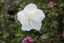 Buy Plants and Mulch Direct! - Photo 8