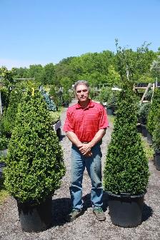 Plants - Japanese Maples - Boxwoods - Spruce - Yews - Shrubs - T - Photo 8