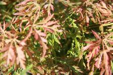 Cedars Yews Boxwoods Japanese Maple Plants - Photo 9