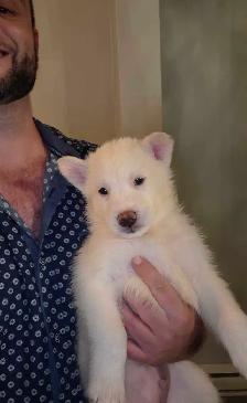 husky x chien lo.up de Saarloos