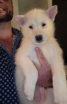 husky x chien lo.up de Saarloos - Photo 2