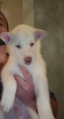 husky x chien lo.up de Saarloos - Photo 3