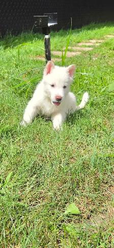 husky x chien lo.up de Saarloos - Photo 5