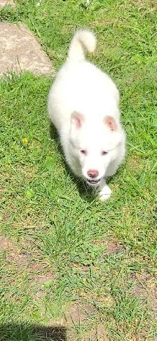 husky x chien lo.up de Saarloos - Photo 6
