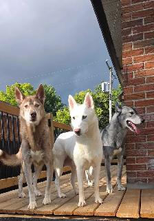 husky x chien lo.up de Saarloos - Photo 7