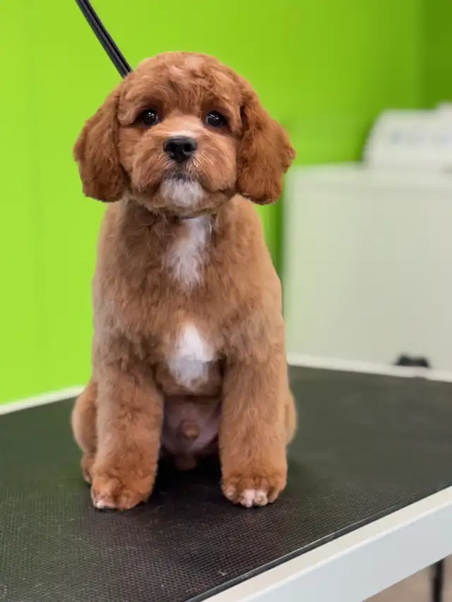 Dog and Cat grooming! In Innisfail alberta