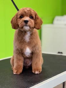 Dog and Cat grooming! In Innisfail alberta