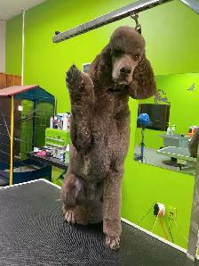 Dog and Cat grooming! In Innisfail alberta - Photo 3