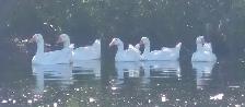 Embden Geese & Ganders