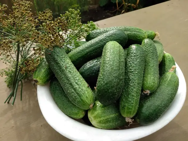 Fresh Garden Cucumbers