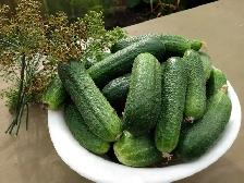 Fresh Garden Cucumbers