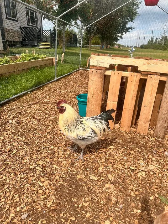 Mosaic & BYM (2) Roosters - Friendly Boys!