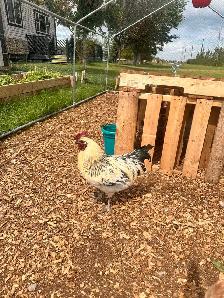 Mosaic & BYM (2) Roosters - Friendly Boys!
