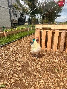 Mosaic & BYM (2) Roosters - Friendly Boys! - Photo 2