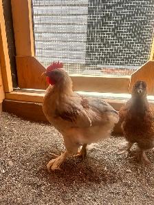 Mosaic & BYM (2) Roosters - Friendly Boys! - Photo 3
