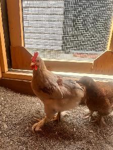 Mosaic & BYM (2) Roosters - Friendly Boys! - Photo 4