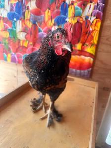 Mosaic & BYM (2) Roosters - Friendly Boys! - Photo 5