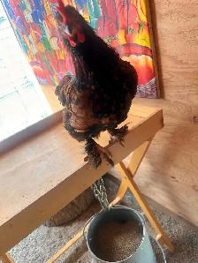 Mosaic & BYM (2) Roosters - Friendly Boys! - Photo 6