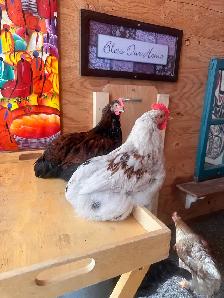 Mosaic & BYM (2) Roosters - Friendly Boys! - Photo 7